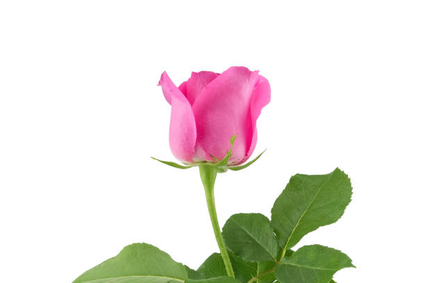 istock Pink rose with green leaves isolated on white background 904089872