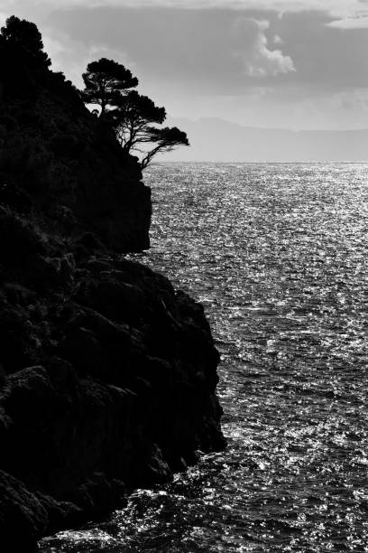 Black and white photography of pine trees at the cliffs of bay Cala en Gossalba at Cap Formentor on balearic island Majorca. Spain, November 2017