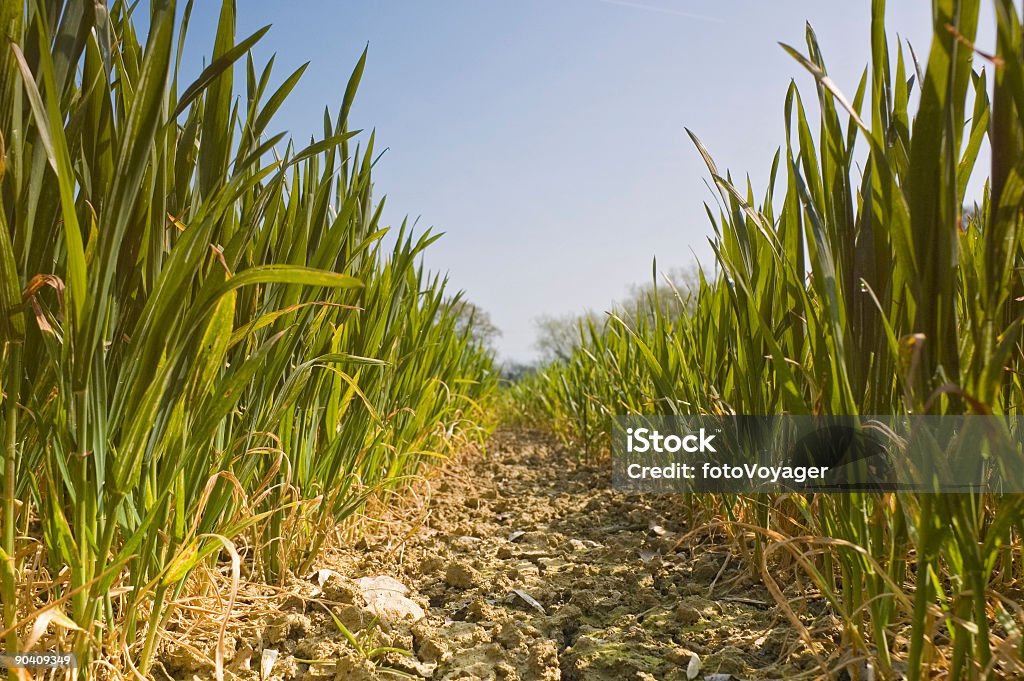 Новый зеленый роста - Стоковые фото Пшеница роялти-фри