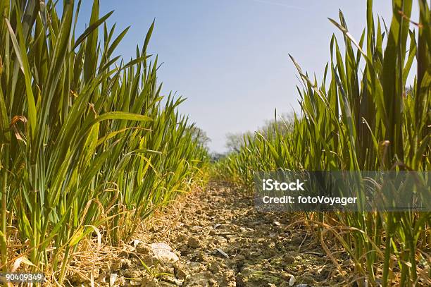 Новый Зеленый Роста — стоковые фотографии и другие картинки Пшеница - Пшеница, Нижний ракурс, Поле