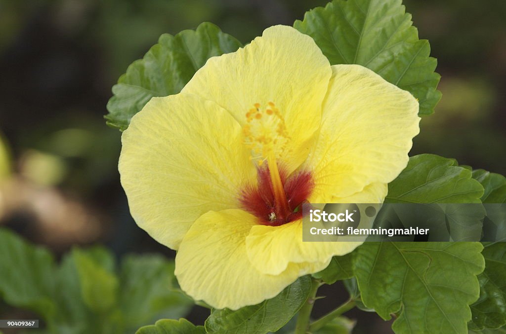Amarillo Hibiscus De La Flor Nacional En Hawai Foto de stock y más banco de imágenes de Cultura hawaiana - Cultura hawaiana, Hibisco, Amarillo - Color - iStock Amarillo Hibiscus De La Flor Nacional En Hawai Foto de stock y más banco de imágenes de Cultura hawaiana - Cultura hawaiana, Hibisco, Amarillo - Color - iStock