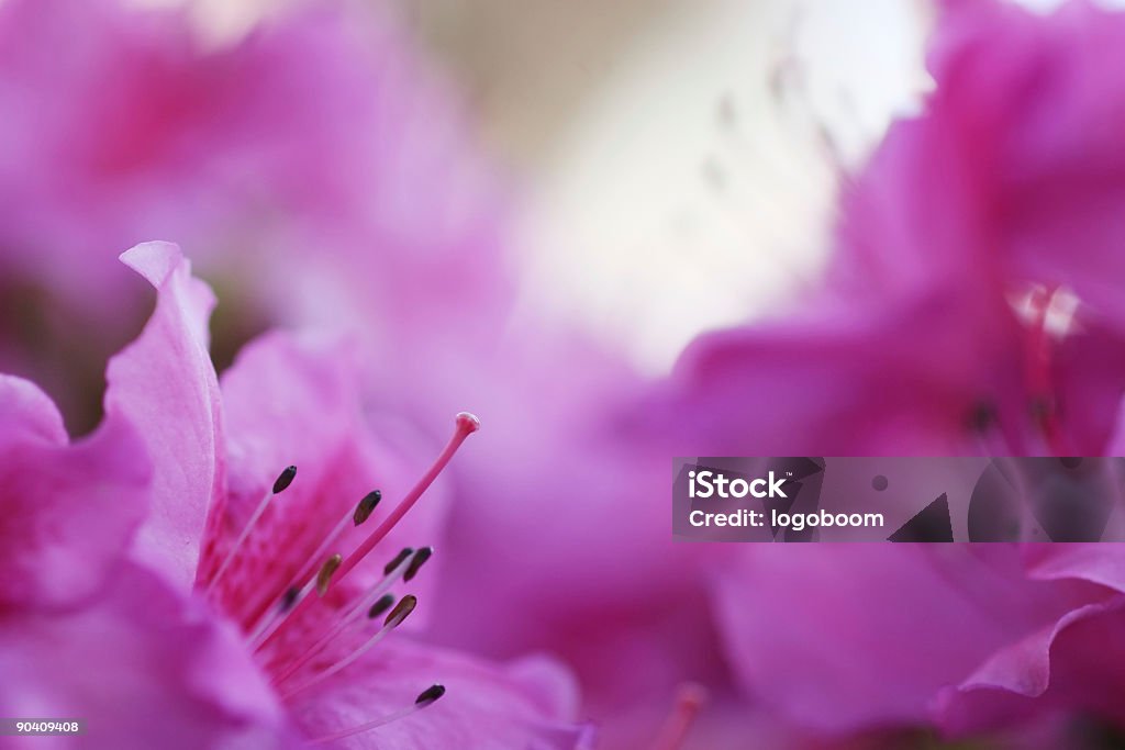 Flor rosadas - Foto de stock de Abstracto libre de derechos