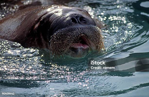 Photo libre de droit de Morse banque d'images et plus d'images libres de droit de Adversité - Adversité, Barbe, Bouche des animaux