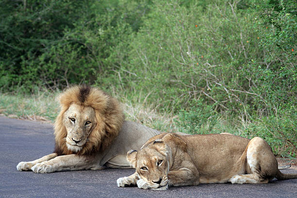 Male and female lion stock photo