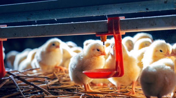 istock Little chicken feeding at the farm 904094956