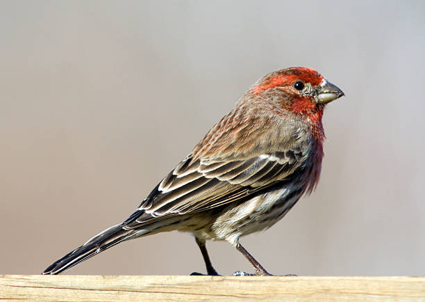 istock Male House Finch 90409702