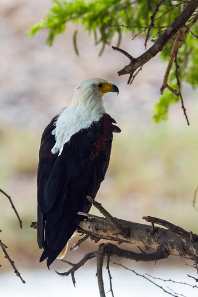 istock African fish eagle in Kruger National park, South Africa 904097492