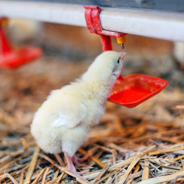 istock Baby chicken at the farm drinking water 904097622