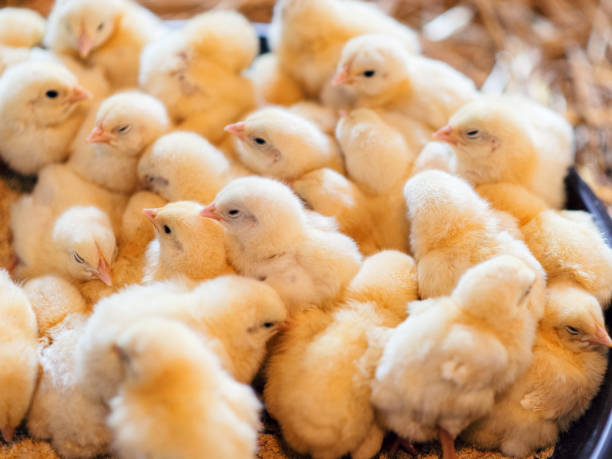 istock Large Group of Baby Chicks on Chicken Farm 904098142
