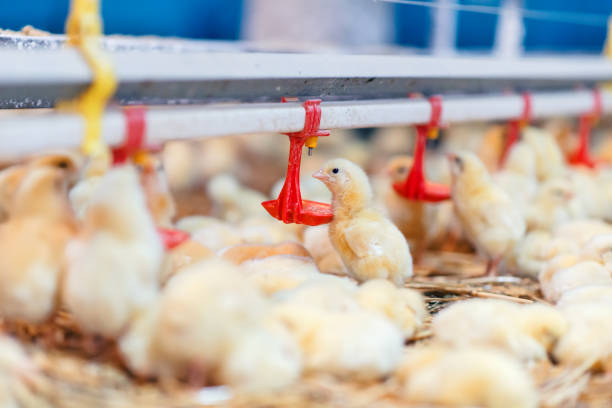 Baby chickens at the farm drinking water