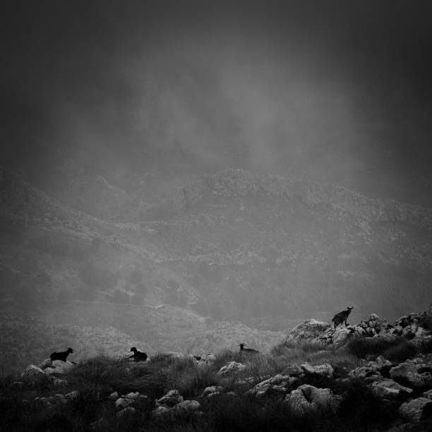 istock Goats in mountain landscape on Majorca 904098532