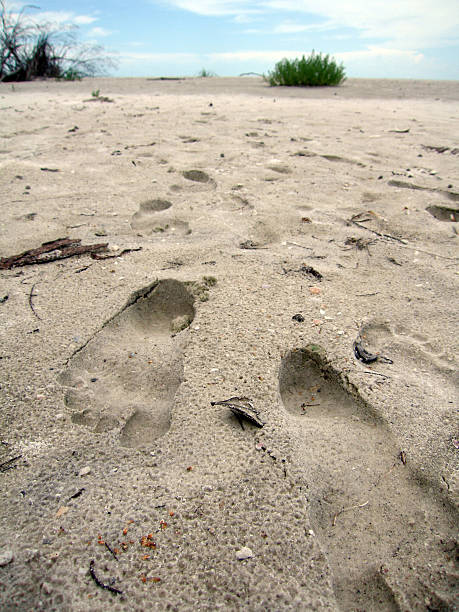 접지면 모래 해변에서 스톡 사진