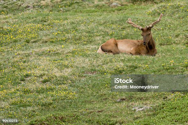 Elk Stock Photo - Download Image Now - Agricultural Field, Animal Wildlife, Animals In The Wild