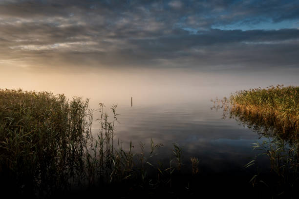Atmospheric colour picture of a misty morning sunrise over the reeds that surround Stege Nor on the island on Møn in Denmark. Horizontal format with some copy space