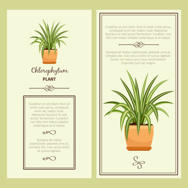 Greeting card with chlorophytum plant Greeting card with chlorophytum decorative plant, square frame. Vector illustration chlorophytum comosum stock illustrations