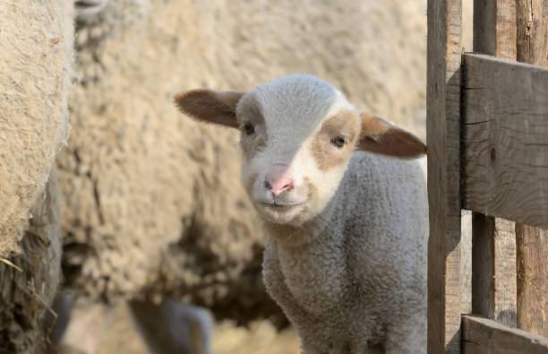 istock newborn lamb on the farm in spring time 904107088
