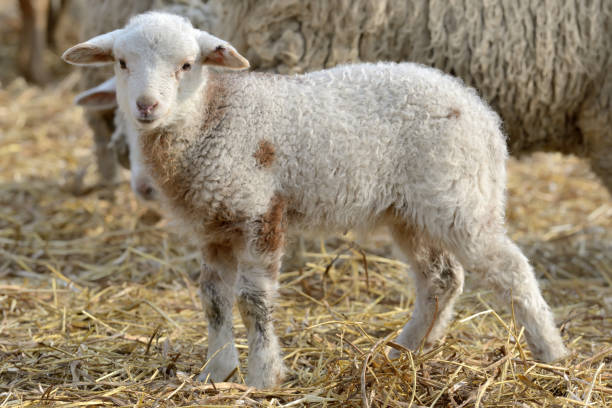 istock newborn lambs on the farm in spring time 904107092