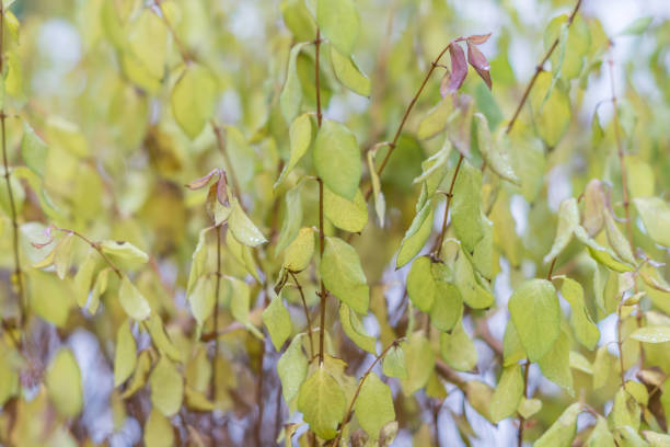 istock bush with yellow leaves in winter. Floral background 904111150
