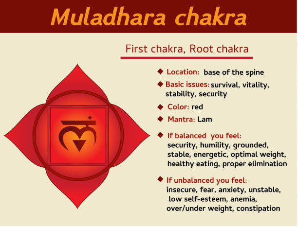 ilustraciones, imágenes clip art, dibujos animados e iconos de stock de infografía de chakra muladhara. en primer lugar, la raíz chakra símbolo descripción y características. información de kundalini-yoga - chakra