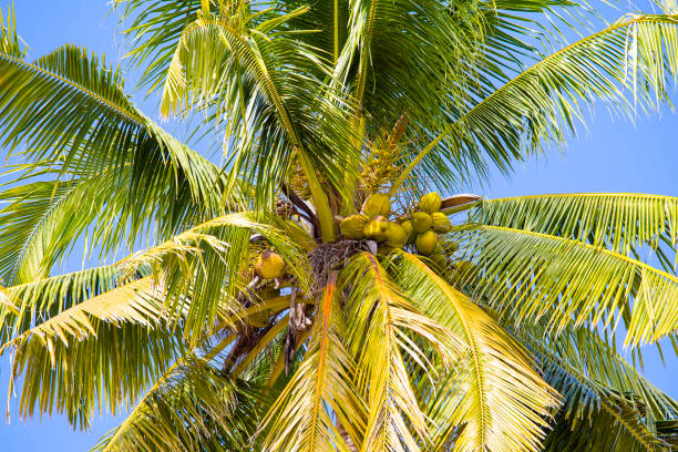 istock Coconut palm tree against the blue sky ,Thailand 904114662