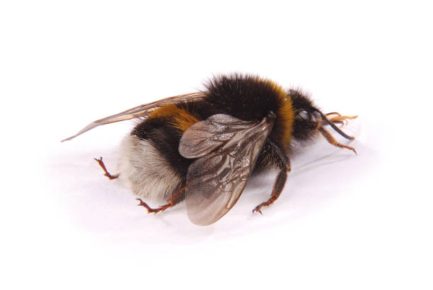Bumblebee Insect Pollination - Free photo on Pixabay