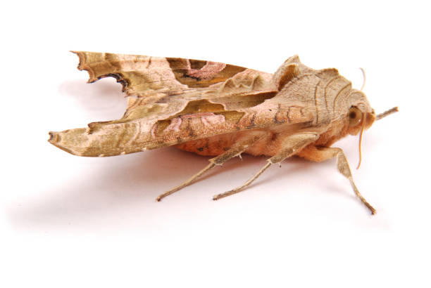 istock Brown night butterfly 904115692