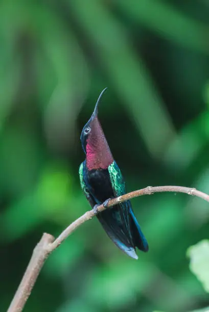 Purple-throated Carib, Eulampis jugularis, beautiful hummingbird perched on a branch