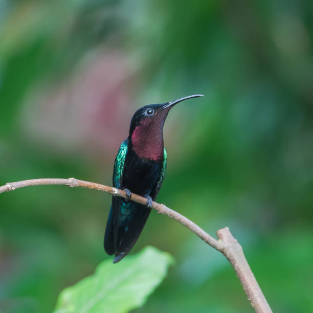 istock Purple-throated Carib, Eulampis jugularis 904123090