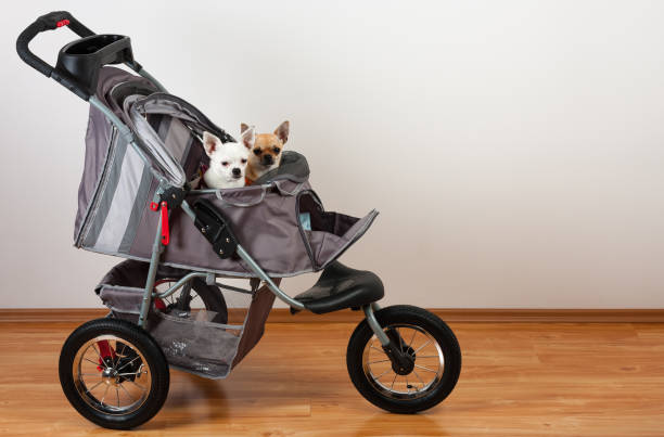 istock Cinnamon and white  Chihuahua are sitting in comfortable pet stroller 904123500