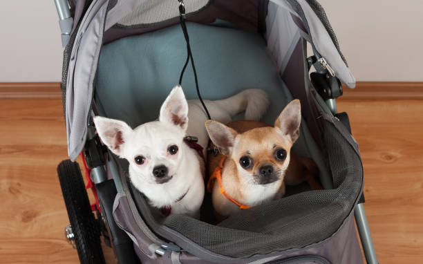 canela e branco chihuahua estão sentados num carrinho de estimação confortável - chihuahua dog pet carrier puppy - fotografias e filmes do acervo