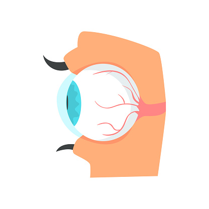 Ilustración de Globo Ocular Anatomía De Dibujos Animados De Ojo Humano  Vector Ilustración y más Vectores Libres de Derechos de Ojo - iStock