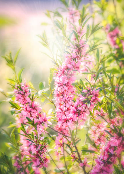 istock Pink flowering spring blossom, green lawn background. Beautiful pink spring tender cherry or almond flowers blossom. 904124094