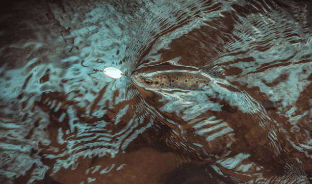 istock brown trout caught on a wobbly spoon close up 904126860