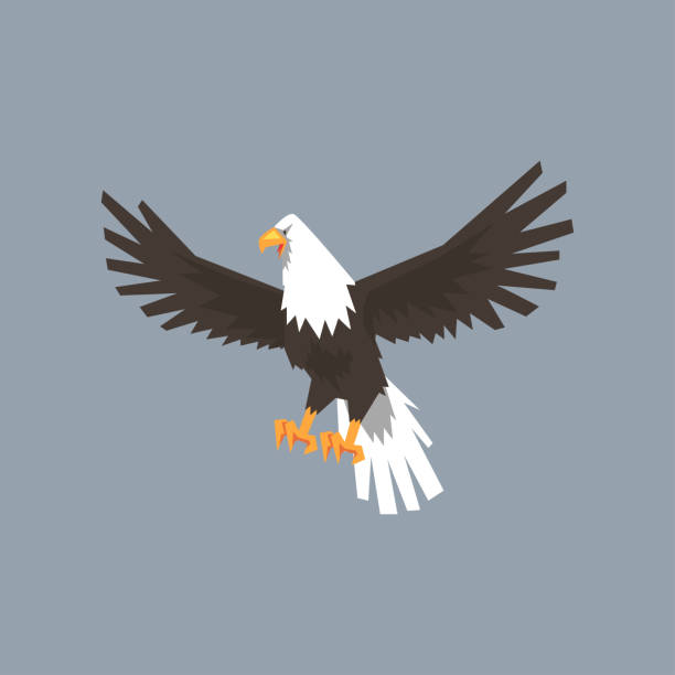 istock North American Bald Eagle character, feathered symbol of freedom and independence vector illustration 904127080