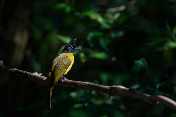 istock Low key image of Black-crested bulbul perching on tree branch , Thailand 904128364