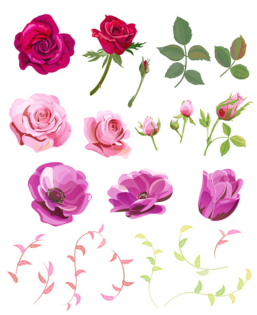 Set of roses, anemones, pink, red flowers and buds, green small twigs, leaves on white background, digital draw illustration, collection for design, vector