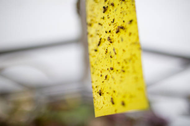 Sticky Fly trap hanging in a greenhouse