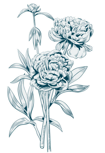 istock Bouquet of peony: black, monochrome contour of flowers, bud, stems, leaves on white background. Botanical illustration for design, digital draw in vintage style, vector 904138054