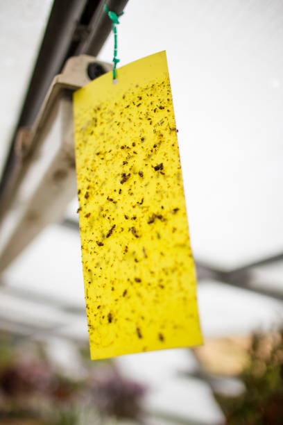 istock Sticky Fly trap hanging in a greenhouse 904138236