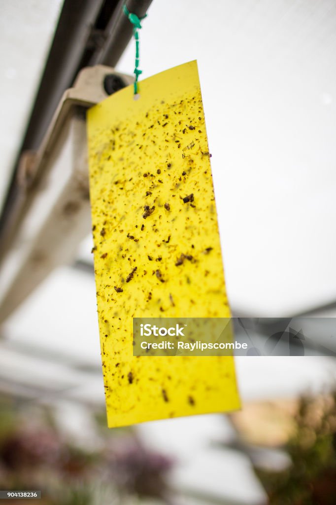 Sticky Fly Trap Hanging In A Greenhouse Stock Photo - Download