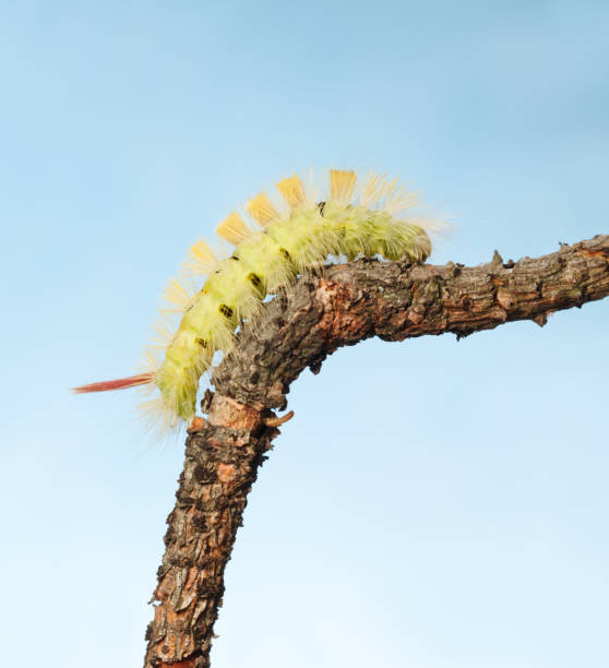 caterpillar klim op boom tak - rups van de meriansborstel stockfoto's en -beelden