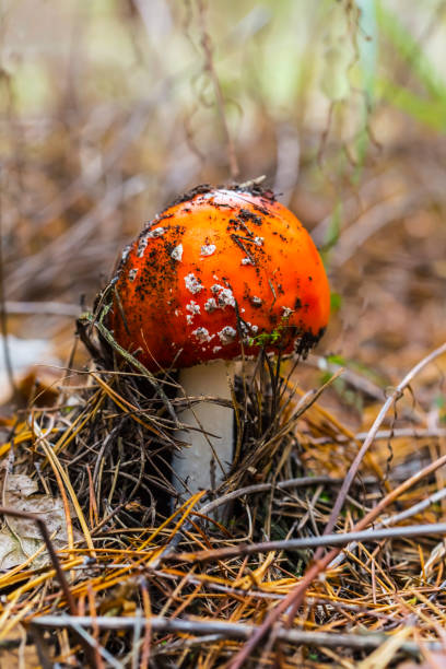 istock closeup red flyagaric mushroom in a forest 904141832