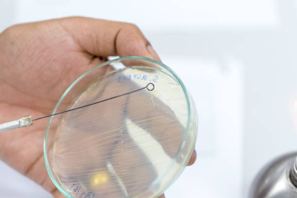 istock Technique Smear preparation of microbiology for education in Lab. 904149126