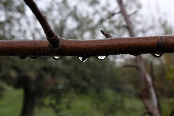 istock drop of dew on the trunk 904149238