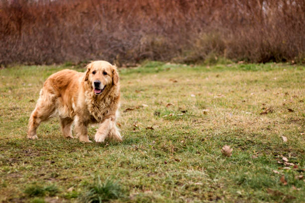 istock old golden retriever dog 904150542