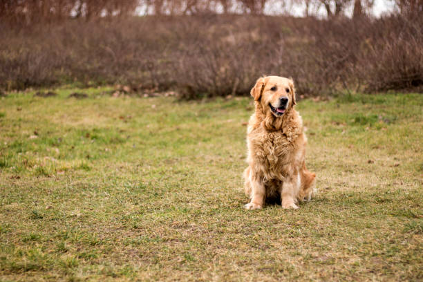 istock old golden retriever dog 904150862