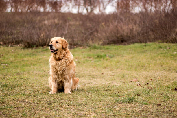istock old golden retriever dog 904150872