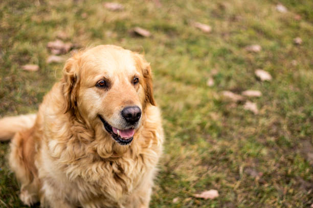 istock old golden retriever dog 904150960