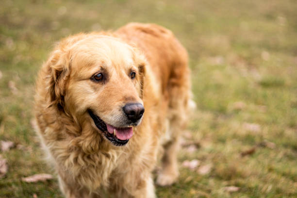 istock old golden retriever dog 904150998