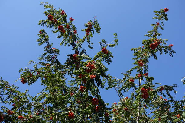 istock Branches of rowan tree against blue skies 904158628
